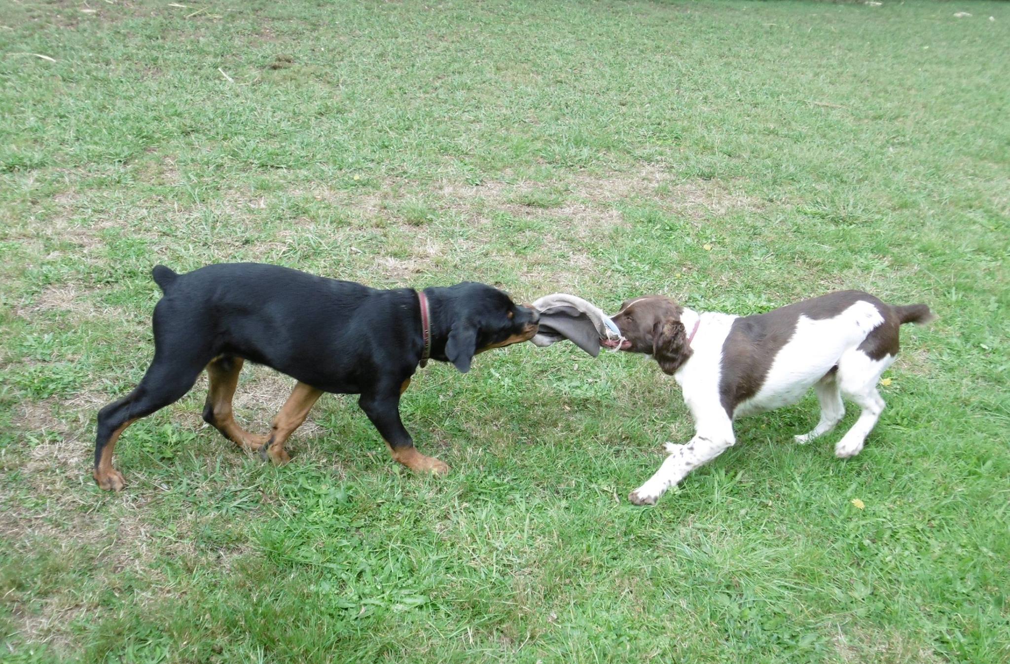 Kennel Waikato, NZ Brackendell Boarding Kennels & Cattery